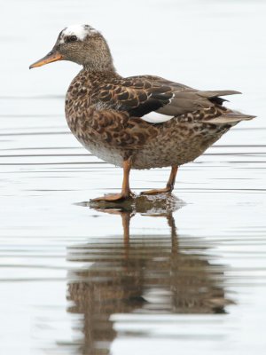 Gadwall, leucistic female