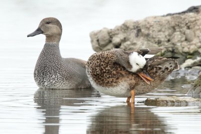 Gadwall, leucistic female and male