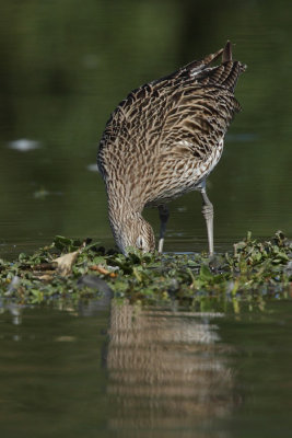 Curlew