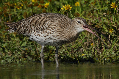 Curlew