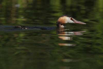 Great Crested Grebe