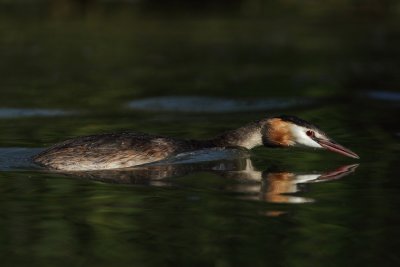 Great Crested Grebe