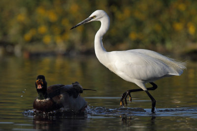 Little Egret, stalking