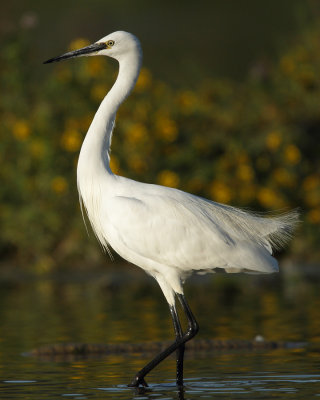 Little Egret