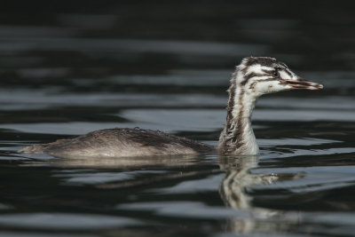 Great Crested Grebe
