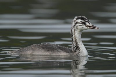 Great Crested Grebe