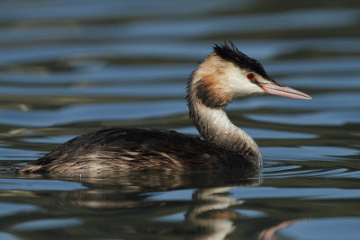 Great Crested Grebe