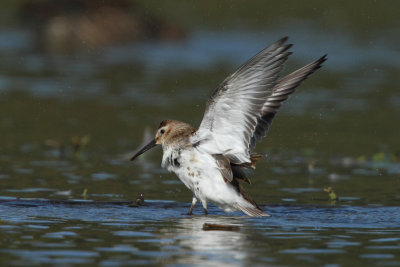 Dunlin