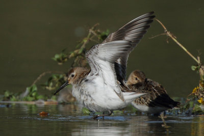 Dunlin
