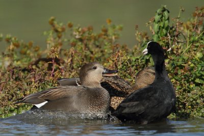 Gadwall