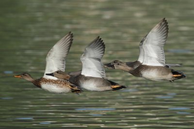 Gadwall