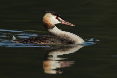 Great Crested Grebe