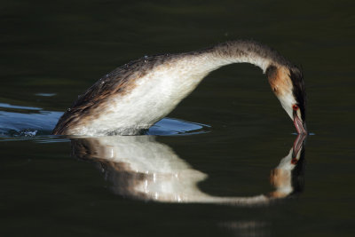 Great Crested Grebe