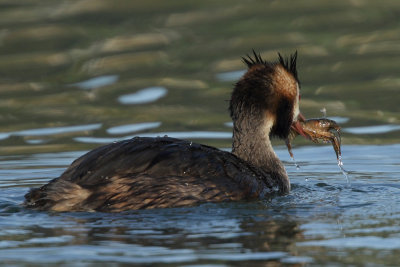 Great Crested Grebe