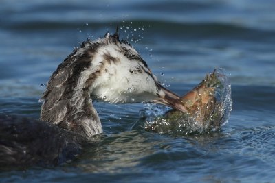 Great Crested Grebe