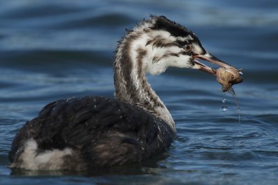 Great Crested Grebe