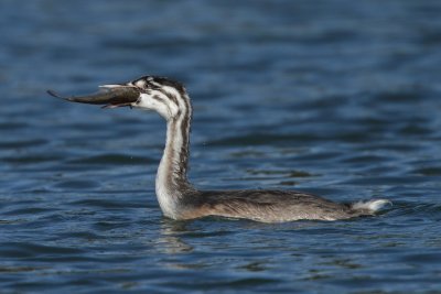 Great Crested Grebe