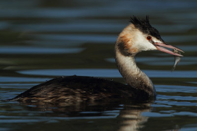 Great Crested Grebe