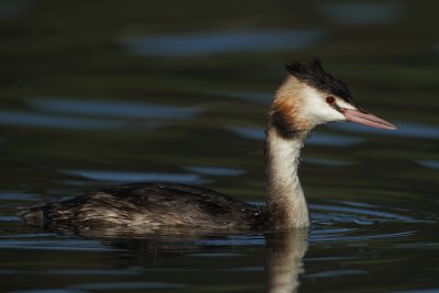 Great Crested Grebe
