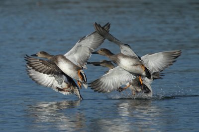 Gadwall