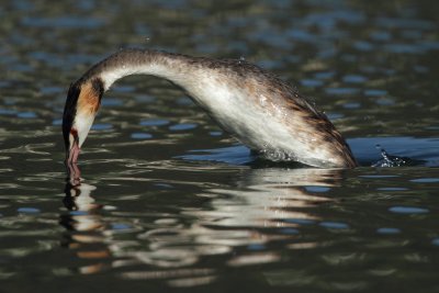 Great Crested Grebe
