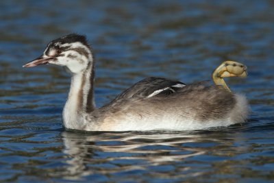 Great Crested Grebe