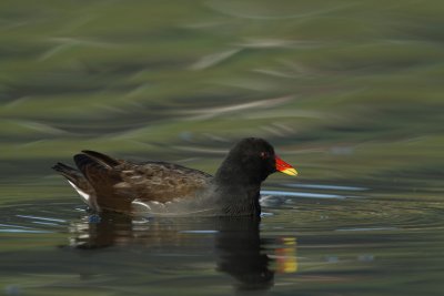 Common Moorhen