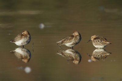 Dunlin
