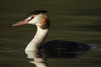 Great Crested Grebe