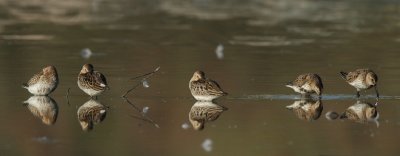 Dunlin