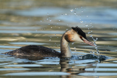Great Crested Grebe