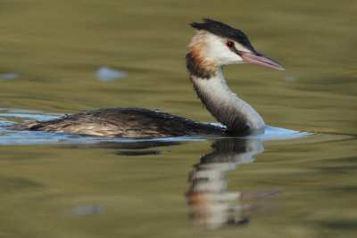 Great Crested Grebe