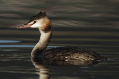 Great Crested Grebe