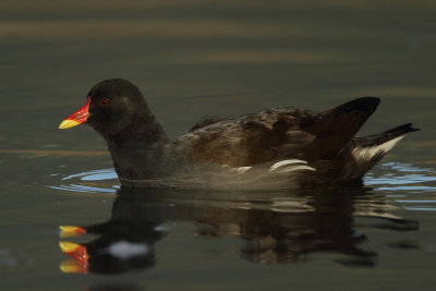 Common Moorhen