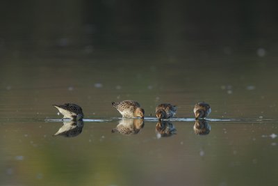 Dunlin