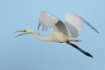 Great Egret