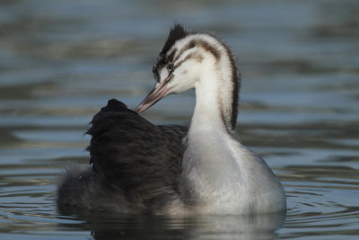 Great Crested Grebe