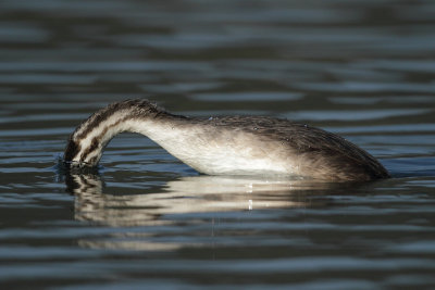 Great Crested Grebe