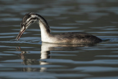 Great Crested Grebe