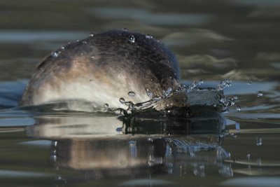 Great Crested Grebe