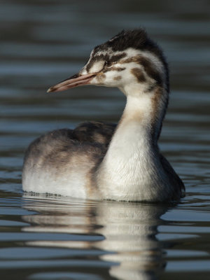 Great Crested Grebe