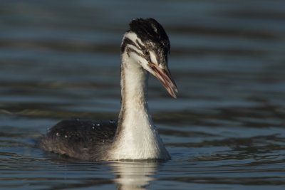 Great Crested Grebe