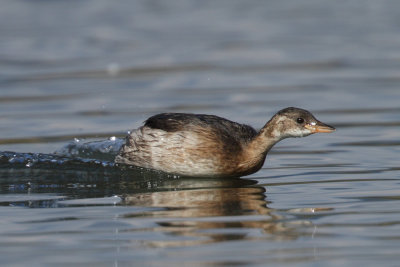 Little Grebe