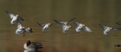 Dunlin