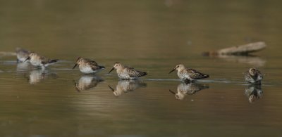 Dunlin