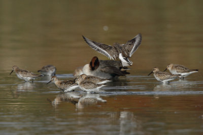 Dunlin