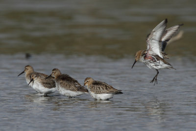 Dunlin