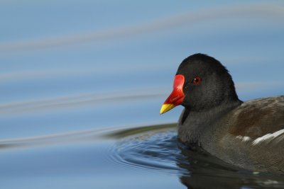 Common Moorhen