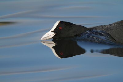 Coot