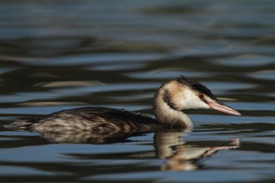 Great Crested Grebe